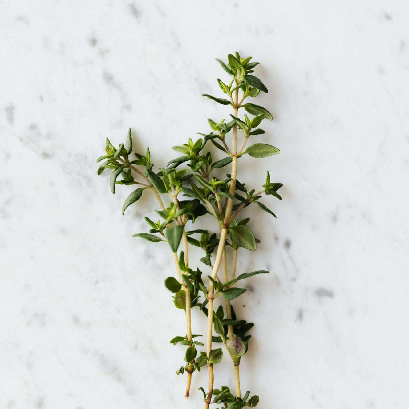 Thyme Overload